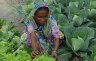 tn_pa6.jpg - <p><strong>Vegetable growing on sandbanks.</strong><strong> </strong></p>
<p><strong> </strong><strong>Shakina with a water melon</strong></p>
<p>Once barren sand banks are being brought into cultivation in the dry season by agricultural techniques such as composting to improve the soil, introduction of drought tolerant crops varieties and other simple techniques which help improve security over their livelihoods and food supply.</p>